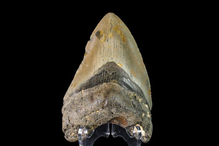 Fossil Megalodon Tooth - North Carolina #147763